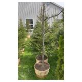 Pin Oak Tree