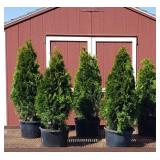6 Emerald Green Arborvitae Plants