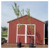 2 Japanese Methley Red Plum Tree