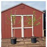 2 Freestone Ranger Peach Tree