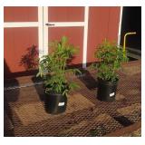 2 Elderberry Plants (Pollinator Pair)
