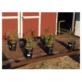Blueberry Patch Collection!!