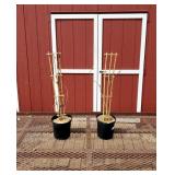 2 Hardy Kiwi Vine Plants-Pollinator Pairs