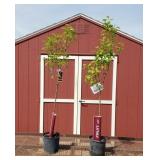 2 Kieffer Sweet Pear Trees