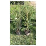 Norway Spruce (x6)