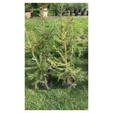 Norway Spruce (x6)