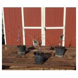 3 Seedless Mars Blue-Purple Grape Vine Plants