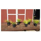 6 Dwarf Ornamental Golden Grass Plants