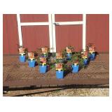 10 Sentinel Red Plume Flower Astilbe Plants