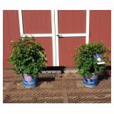 2 Hasslefree True Friendship Yellow Rose Plants