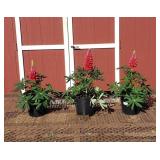 3 Beefeater Red Super Duper Lupine Plants