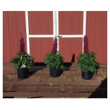3 Masterpiece Purple Super Duper Lupine Plants