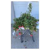 Trailing Fuchsia Hanging Basket
