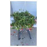 Trailing Fuchsia Hanging Basket