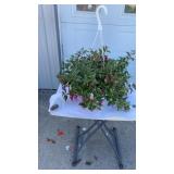 Happy Lights Fuchsia Hanging Basket