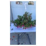 Trailing Fuchsia Hanging Basket