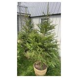 Norway Spruce (x2)