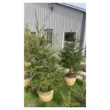 Norway Spruce (x2)