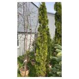 9ï¿½-10ï¿½ Tall Emerald Green Arborvitae