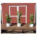3 Fragrant Double Scentara Blue Lilac Plants