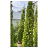 9ï¿½-10ï¿½ Tall Emerald Green Arborvitae