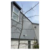 Pin Oak Tree