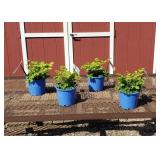 4 Hot Pink You And Me Always Plume Flower Plants