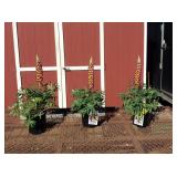 3 Purple Manhattan Lights Super Duper Lupine Plant