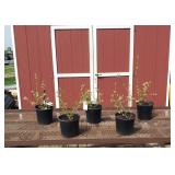 5 Blue Crop Blueberry Plants