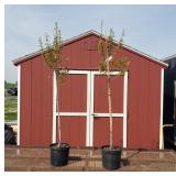 2 Fall Burgundy Red Belle Maple Trees