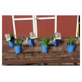 6 Rebloomer Pardon Me Red Daylily Plants
