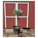 Dwarf Blue Globe Topiary Spruce