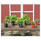 Berry Patch Assortment