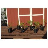 6 Northland  Blueberry Plants