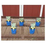 5 Cobweb Hens & Chicks Plants