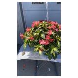 Tropical Salmon Hanging Basket