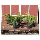 5 Sea Green Spreader Juniper Plants
