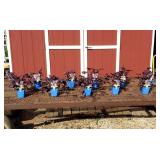 10 Plum Pudding Coral Bell Plants
