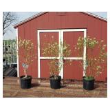 3 Double Pick Sweetheart Blueberry Plants
