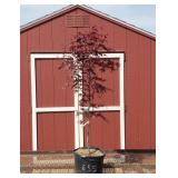 Japanese Bloodgood Red Maple Tree