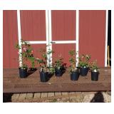 6 Bleeding Heart Plants