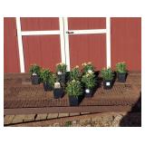 10 Dwarf Luigi Salmon Dianthus Plants