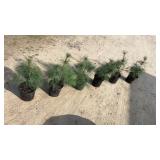White Pine (x6)