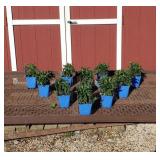 10 Dwarf Purple Berry Taffy Bee Balm Plants