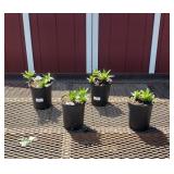 6 Hardy Peachy-Yellow Heartstings Lily Plants