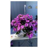 Vigorous Lavender Splash Hanging Basket