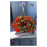 Vigorous Tropical Orange Hanging Basket