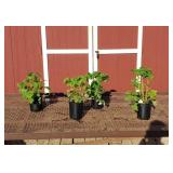 4 Fall Gold Raspberry Plants