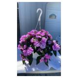 Vigorous Lavender Splash Hanging Basket