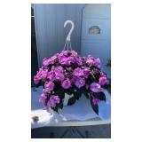 Vigorous Lavender Splash Hanging Basket